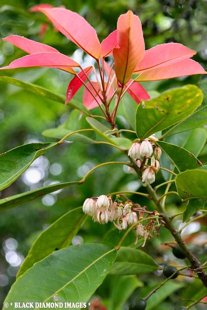 Elaeocarpus Eumundi Eumundi Quandong Smooth Leaved Quandong A