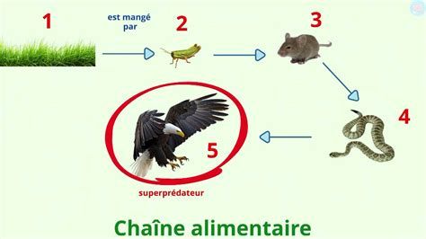 La Cha Ne Alimentaire C Est Quoi Cp Ce Ce Ma Tre Lucas