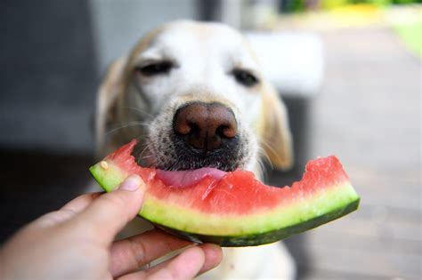 As Frutas Que Seu Cachorro Pode Comer Sem Preocupa Es Dicas Caninas