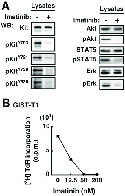 Imatinib Inhibits Kit Phosphorylation At Y703 Y721 Y730 Y936 A