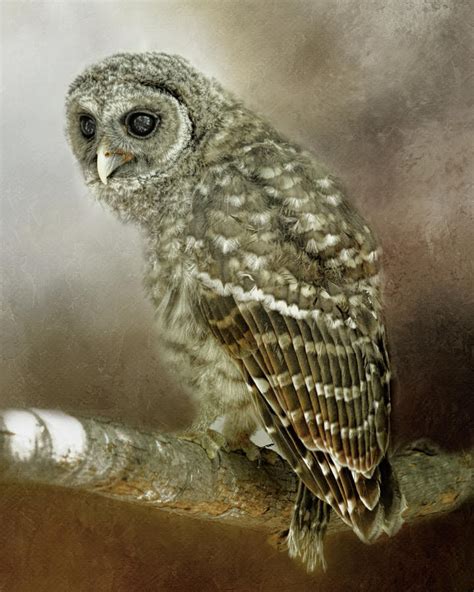 Juvenile Barred Owl Photograph By Tnbackroadsphotos Fine Art America