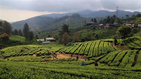 5 Kebun Teh Ini Punya Pemandangan Indah Memanjakan Mata Nggak Cuma Di