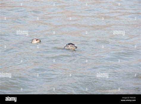 Sea Lions Waiting For Their Salmon Dinner Stock Photo Alamy