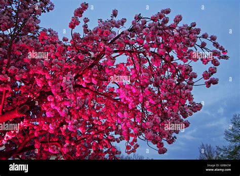 Event Cherry Blossom Festival Schwerte Deutschland Stockfotografie