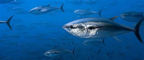 adobongblog: Bluefin Tuna an endangered species