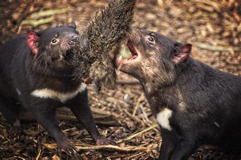 Tasmanian Devil Fighting