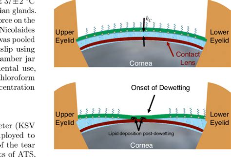 Schematic Not To Scale Illustrating The Drainage And Dewetting