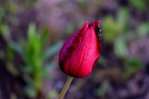 Tulip Flower Bud Red - Free photo on Pixabay - Pixabay