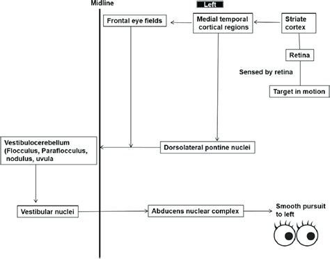 Schematic Representation Of Pathways Of Smooth Pursuit Eye Movements To