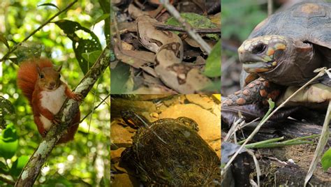 Liberan Fauna Silvestre En El Magdalena Medio Antioqueño