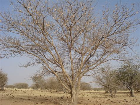 Gum arabic tree (Acacia senegal), dry season, Niger | Feedipedia