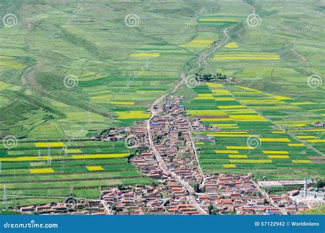 Canola flower field stock photo. Image of national, field - 57122942