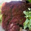 Acer Palmatum Dissectum GardensOnline