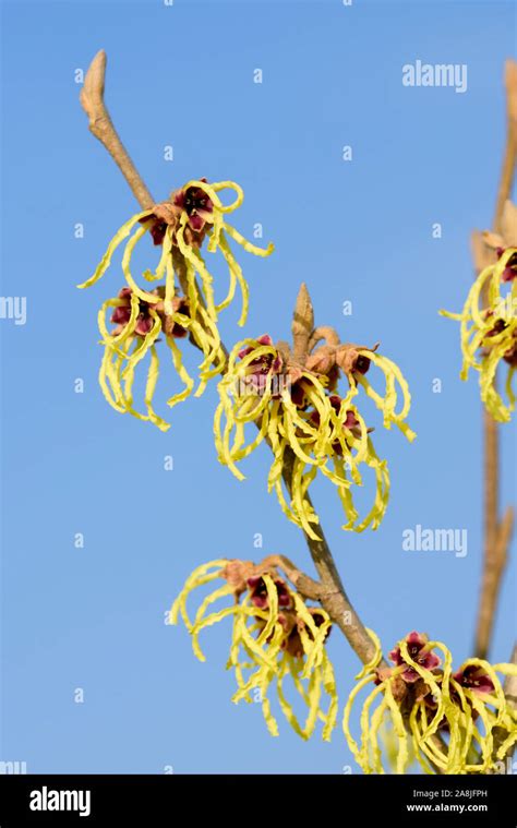 Hybrid Zaubernuss Hamamelis Intermedia Advent Stock Photo Alamy