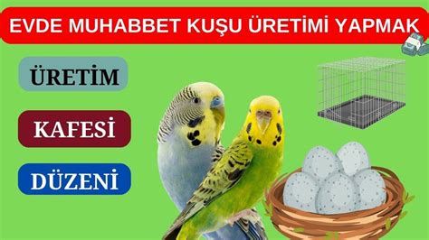 EVDE MUHABBET KUŞU ÜRETİMİ YAPMAK ÜRETİM KAFESİ DÜZENİ NASIL OLMALI