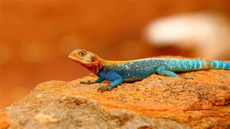 Rainbow Lizard Agama