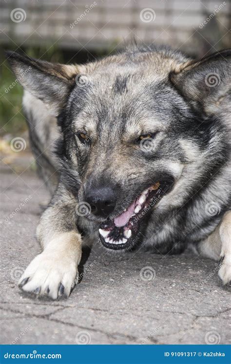 Barking Wild Dog Outdoors The Dog Looks Aggressive Dangerous And May