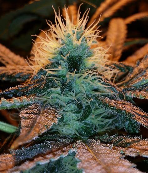 Barneys Farm Afghan Hash Plant Regular Seeds Green Parrot