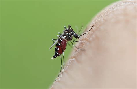 10 Consejos Para Prevenir Las Picaduras De Mosquitos Tigre Durante El Verano