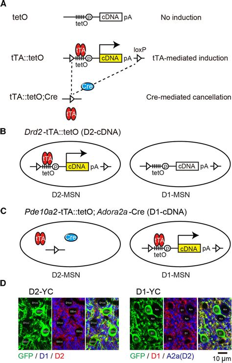 Engineering Of D Or D Msn Specific Ycnano Or Archt Egfp Mice A