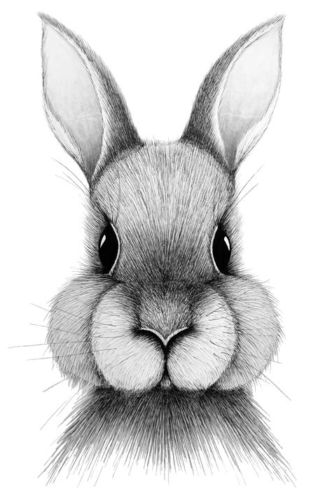 Black And White Rabbit Outline