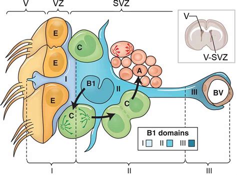 Frontiers Neural Progenitor Cell Terminology