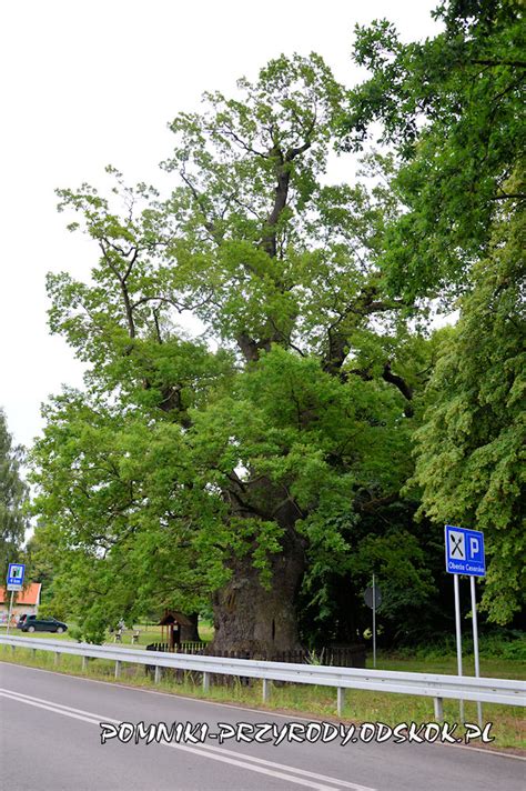 Dąb Bażyńskiego w Kadynach Pomniki przyrody