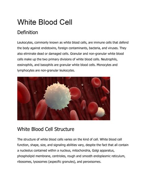 White Blood Cell Structure And Function