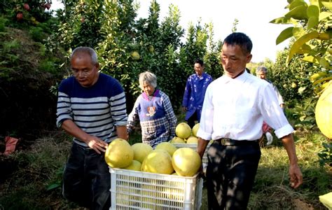 江西万年县：“柚”到“万家”采摘时 村民增收乐融融