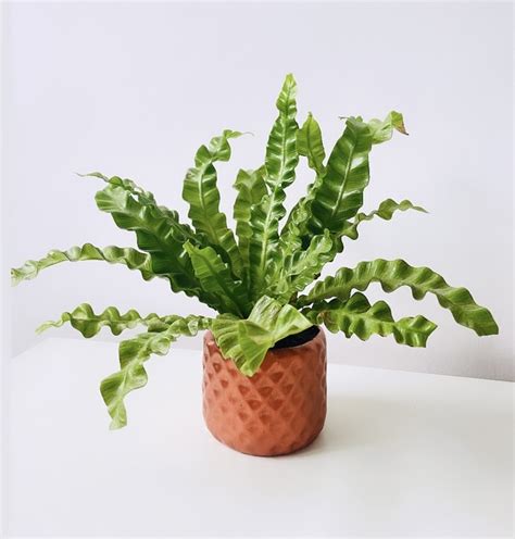 Asplenium Comprar En Maih Deco