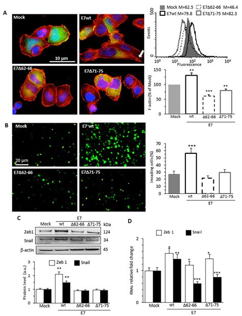 Hpv16e7 Expression Promotes Actin Cytoskeleton Remodeling Cell