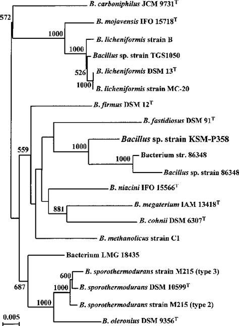 Phylogenetic Tree Of Bacillus Sp Strain Ksm P358 And Other Related