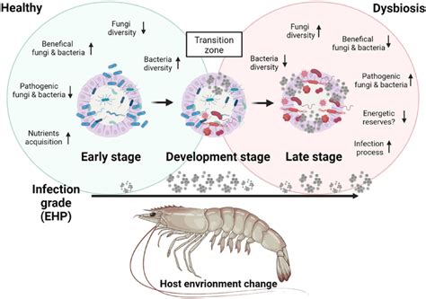 Modulation Of The Microbiome In The Hepatopancreas Of Shrimp P