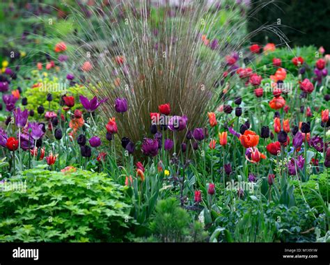 Tulip Displaytulipstulipatulip Flower Powertulip Lasting Lovetulip