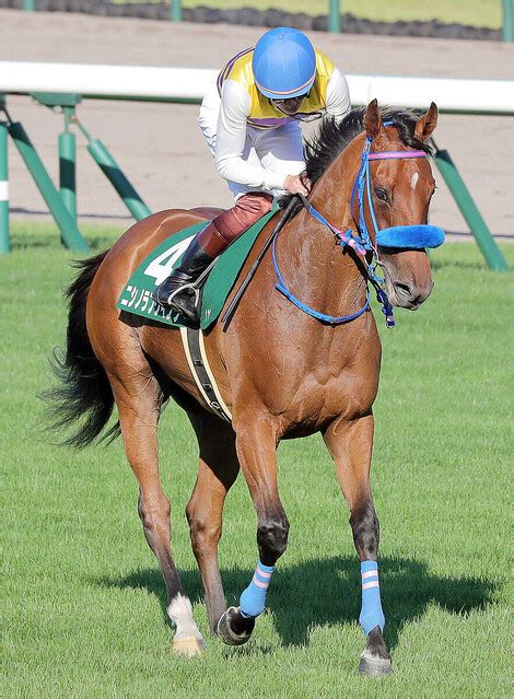 【注目馬動向】紫苑s6着ニシノラブウインクは新潟牝馬sへ ライブドアニュース