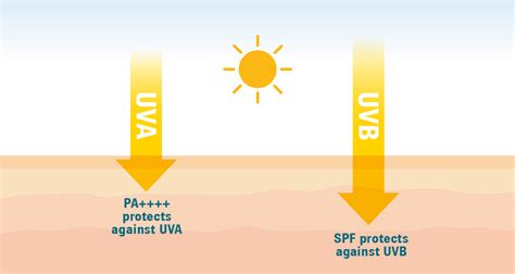 Spf Uvb And Uva Protection Explained Edusvetgobgt