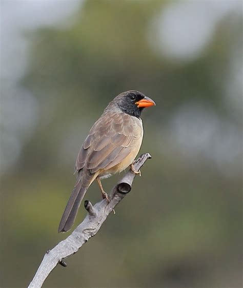 Foto Batuqueiro Saltatricula Atricollis Por Sergio Murilo Wiki Aves