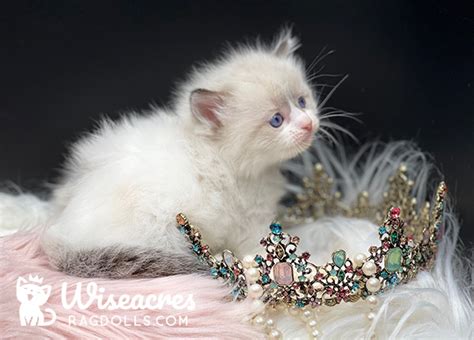 Mitted Female Blue Point Bicolor Ragdoll Kitten Available