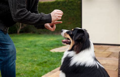 Como Saber Si Mi Perro Tiene Pulgas Productos Antiplagas