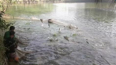 Catching Fish In A Village Pond Net Fishing In Village Youtube