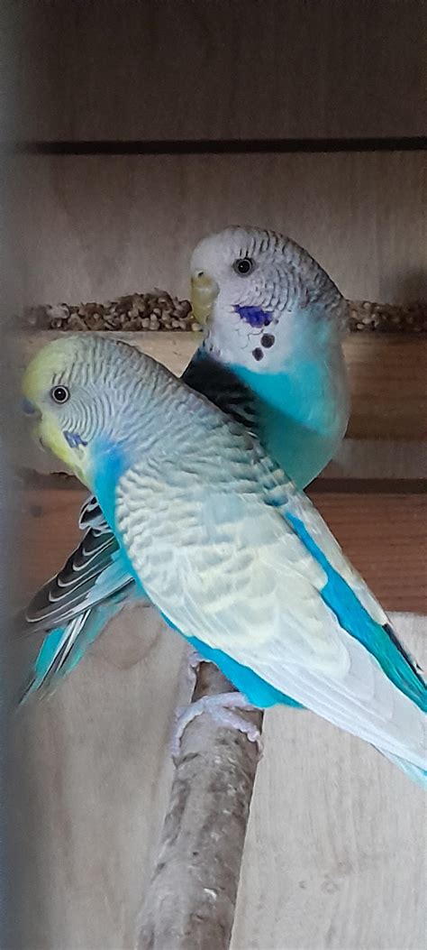 2 of my budgies : r/parrots