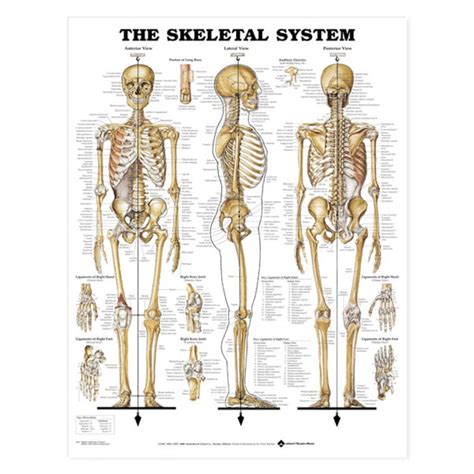 Anatomical Wall Charts Vinyl Laminated - North Coast Medical