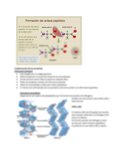 Solution Proteinas Y Enzimas Docx Studypool