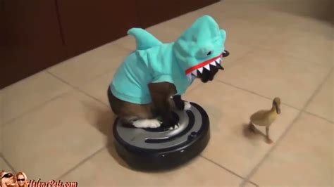 Cat Shark Duck Dog Roomba Youtube