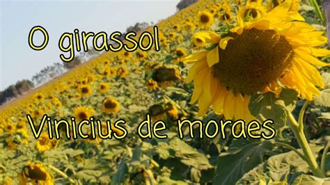 Poema Girassol De Vinícius De Moraes RETOEDU