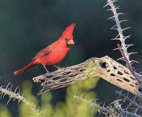 Desert Cardinal Male Photograph by Dee Carpenter