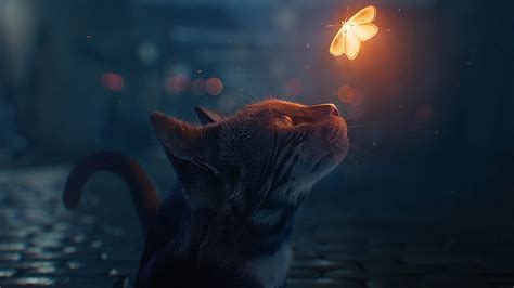 The Cat And The Firefly R Firefly Hd Wallpaper Pxfuel