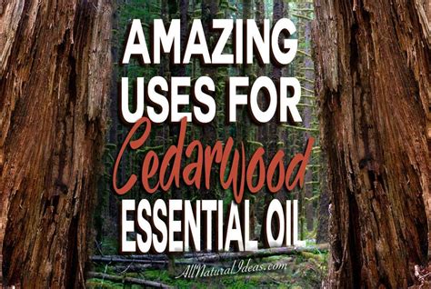 Amazing Cedarwood Essential Oil Uses All Natural Ideas