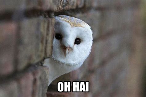 Owl Memes - Gallery | eBaum's World