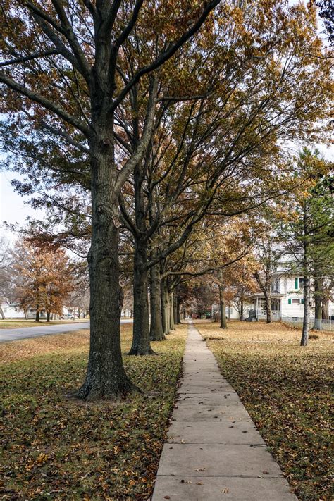 Free Images Tree Path Outdoor Winter Sunlight Leaf Fall